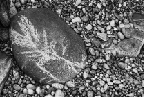 Seaweed Pattern on Stone